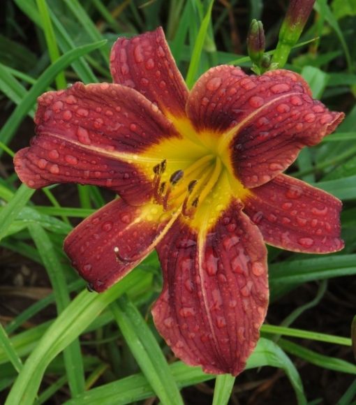 Frosted Raisin Mooiplaas Iris & Daylilies