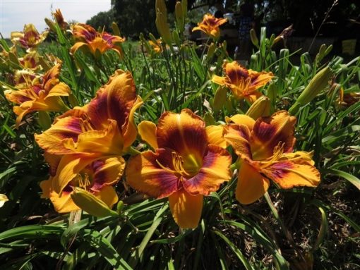 Smouldering Embers Mooiplaas Iris & Daylilies