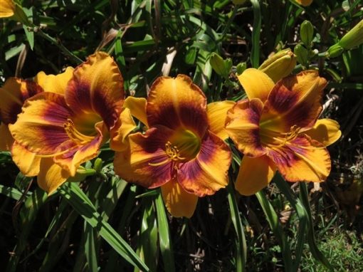 Smouldering Embers Mooiplaas Iris & Daylilies