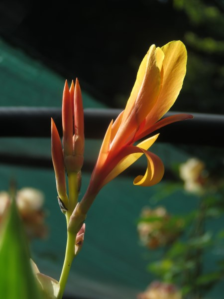 Variegated Giant Canna Stuttgart