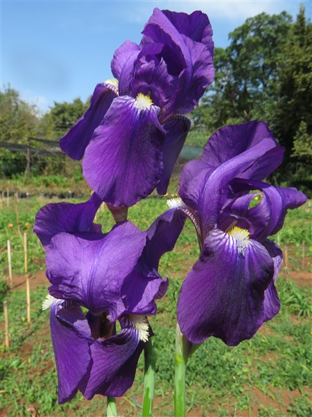 Classic Purple (aka common Purple Garden Iris)