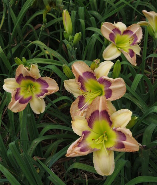 Butterfly Wings | Mooiplaas Iris & Daylilies