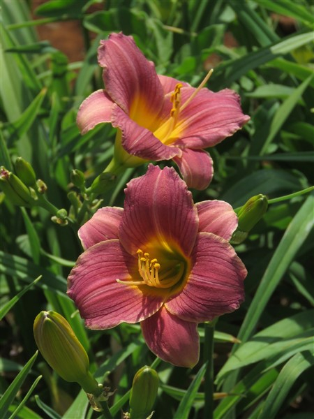 miniature – Smoky Rose | Mooiplaas Iris & Daylilies